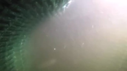 All fishes are individuals who feel pain