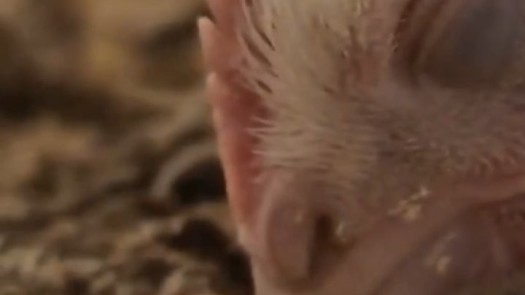 A factory farmed chicken feels human kindness